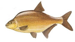 pleskáč vysoký